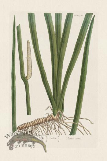 BEE 466 The Truth Acorus